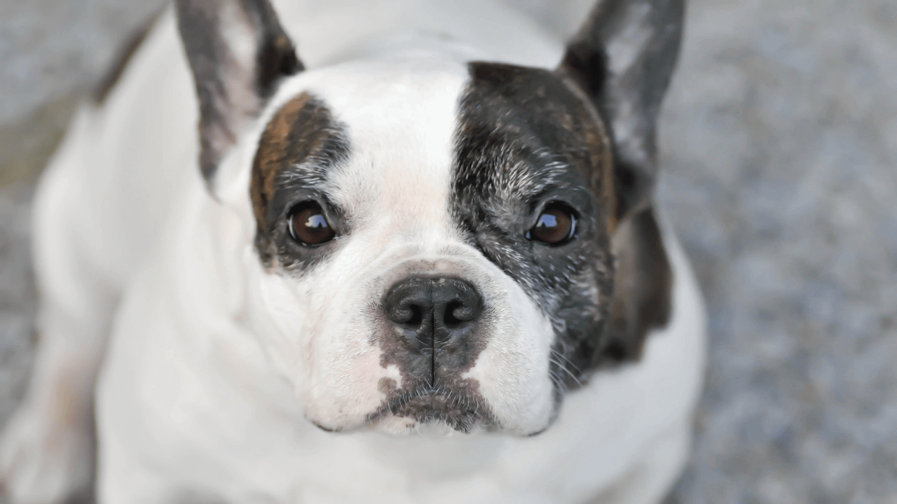 Boston Terrier vs. French Bulldog - Which is Better? - Dog Nippy