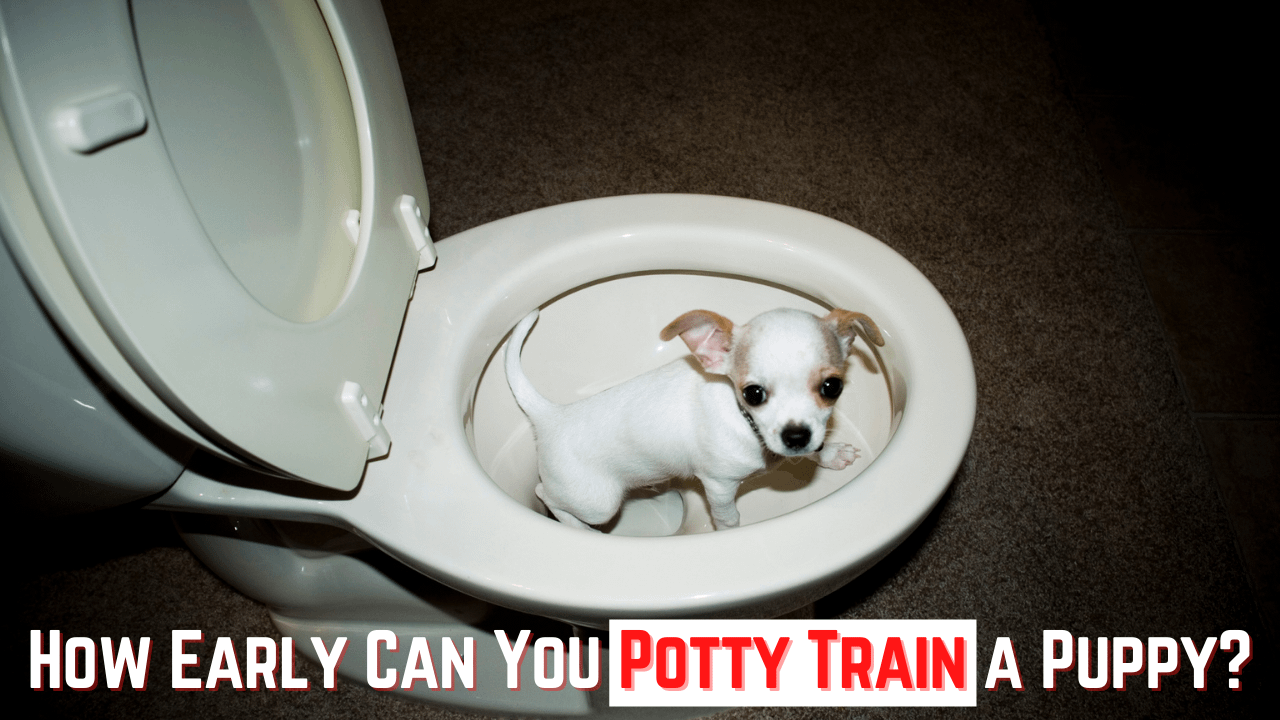 How Early Can You Potty Train a Puppy? Dog Nippy