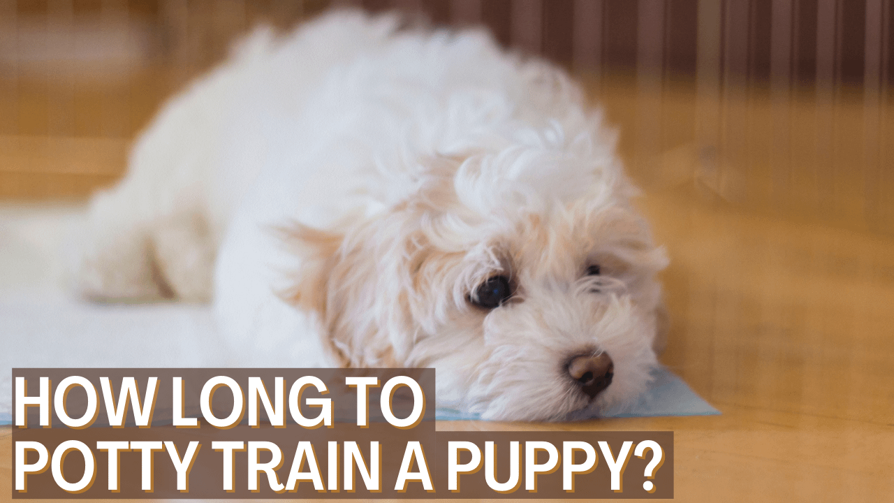 How Long to Potty Train a Puppy? Dog Nippy